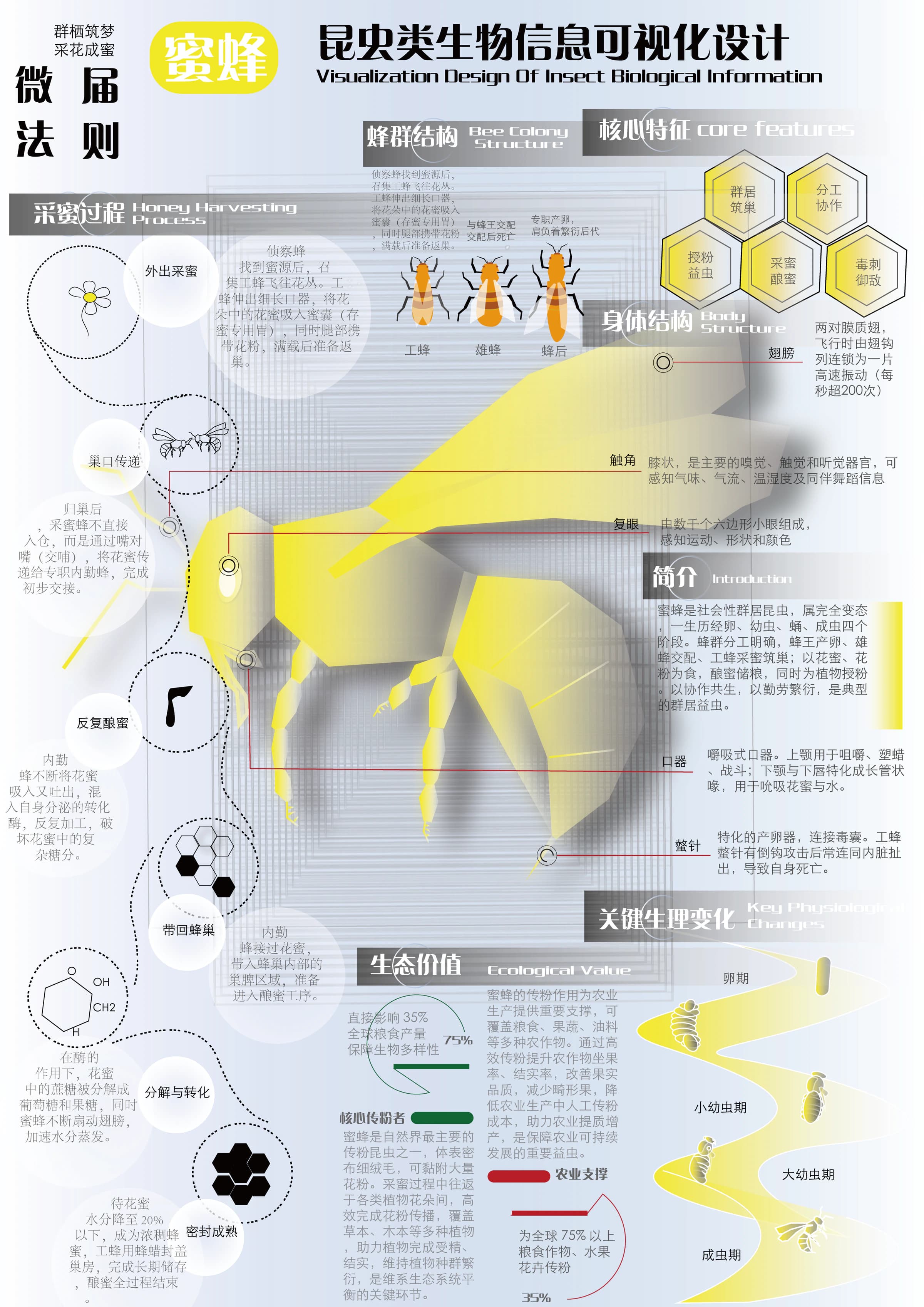 昆虫信息可视化:黄色蜜蜂的结构与生态信息海报
